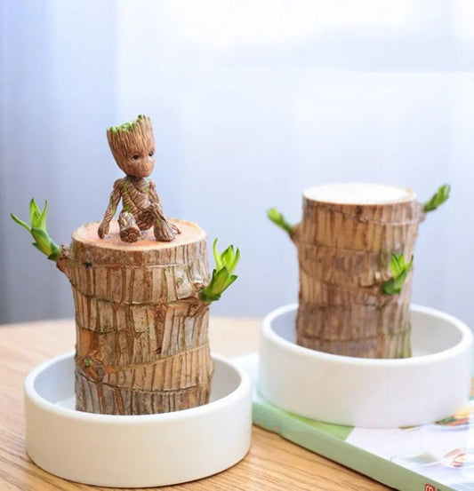 Brazilian Lucky Wood Plant | 🔥 BUY 1 GET 1 FREE 🔥